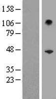 SERPINB10 Protein (Over-Expression Lysate Myc-DDK (Flag))