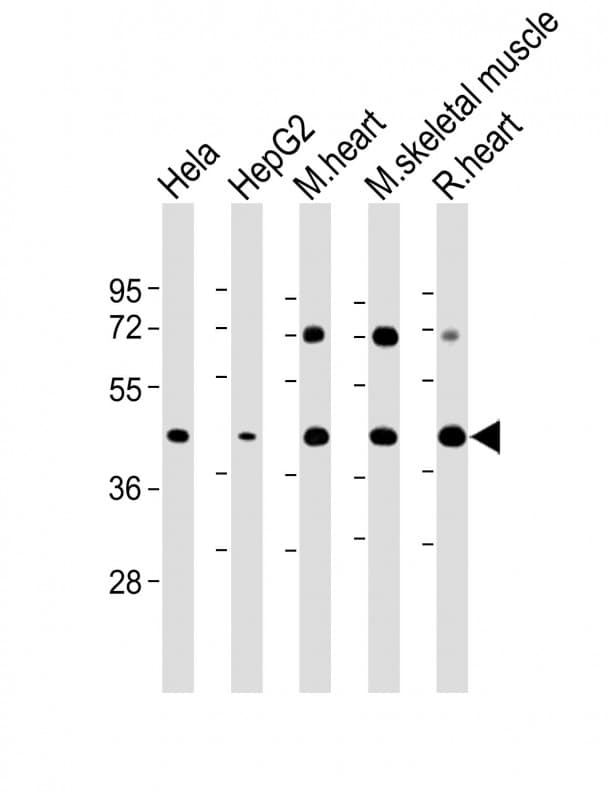 GYG1 / Glycogenin Antibody (C-Terminus)