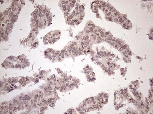 SCML2 Antibody (aa1-321, clone OTI1E1)