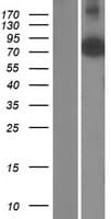 AGAP5 Protein (Over-Expression Lysate Myc-DDK (Flag))