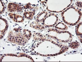 Monoclonal Mouse anti-Human CAMLG / CAML Antibody (clone OTI1A3, IHC, IF, WB)