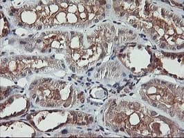 AKT1 Antibody (clone OTI4D6)