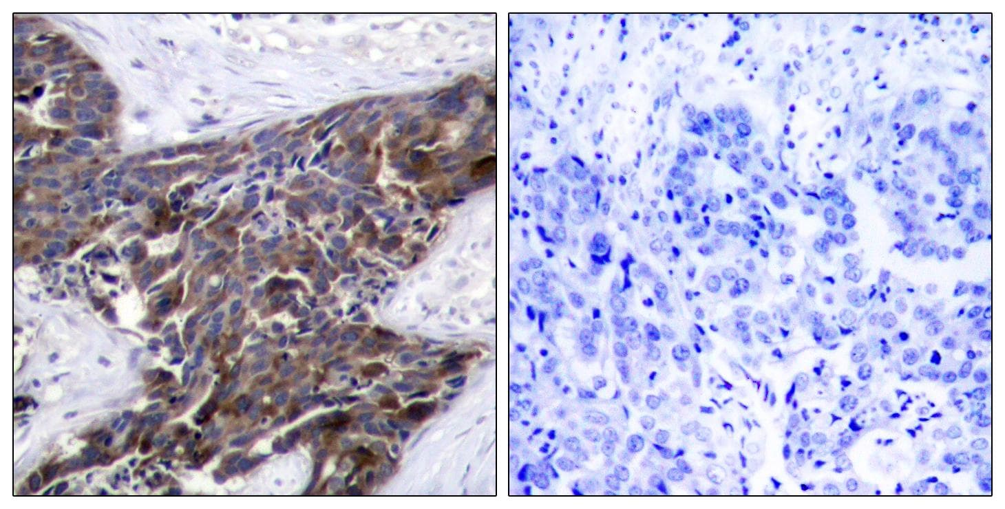 GJA1 / CX43 / Connexin 43 Antibody (phospho-Ser367)