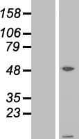 ATPIF1 / ATPI Protein (Over-Expression Lysate Myc-DDK (Flag))
