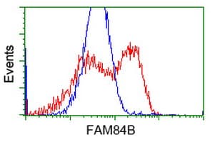 FAM84B Antibody (clone OTI5A7)