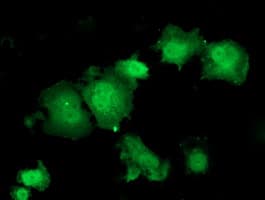 HSPBP1 Antibody (clone OTI2D1)