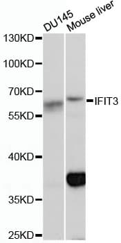 IFIT3 Antibody