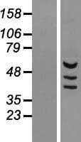 MDH1B Protein (Over-Expression Lysate Myc-DDK (Flag))
