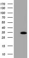 RASD2 Antibody (clone OTI1D11, Carrier-free)