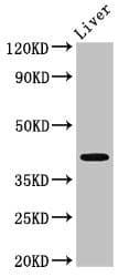 Polyclonal Rabbit anti-Human MAB21L2 Antibody (IF, WB)