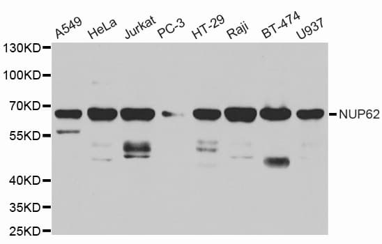 NUP62 Antibody