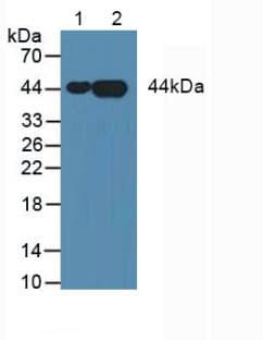 ANXA3 / Annexin A3 Antibody (aa26-160, APC)