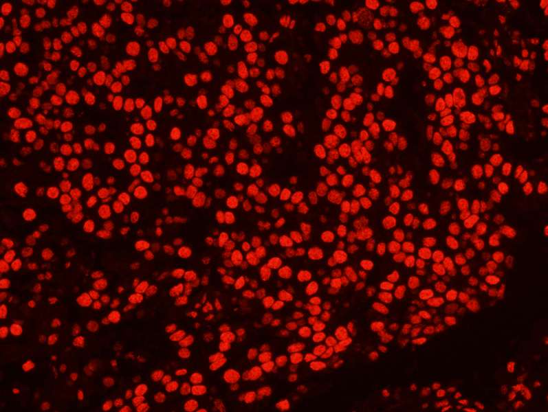 IHC-plus™ SFPQ Antibody (aa657-707)