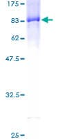 Human PUF60 Protein (Recombinant GST)