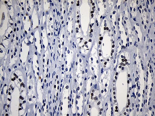 HOXD8 Antibody (aa69-290, clone OTI2A1)