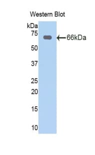 CSPG4 / NG2 Antibody (aa1919-2258)