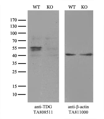 TDG / Thymine DNA Glycosylase Antibody (aa160-253, clone OTI3A12)