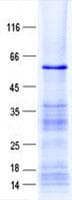 Human ZNF630 Protein (Recombinant His, N-Terminal)
