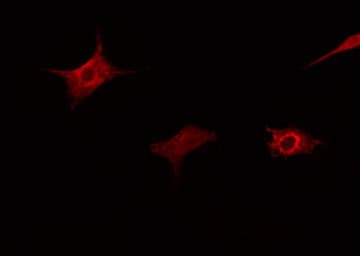 Polyclonal Rabbit anti-Human HSP90AB1 / HSP90 Alpha B1 Antibody (phospho-Ser254, IHC, IF, WB)