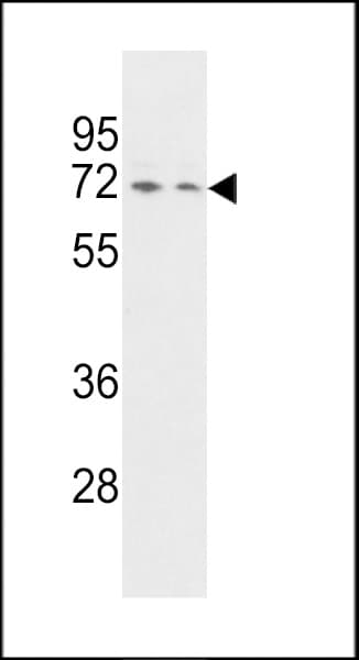 SYNCRIP / HnRNP Q Antibody (aa591-623)