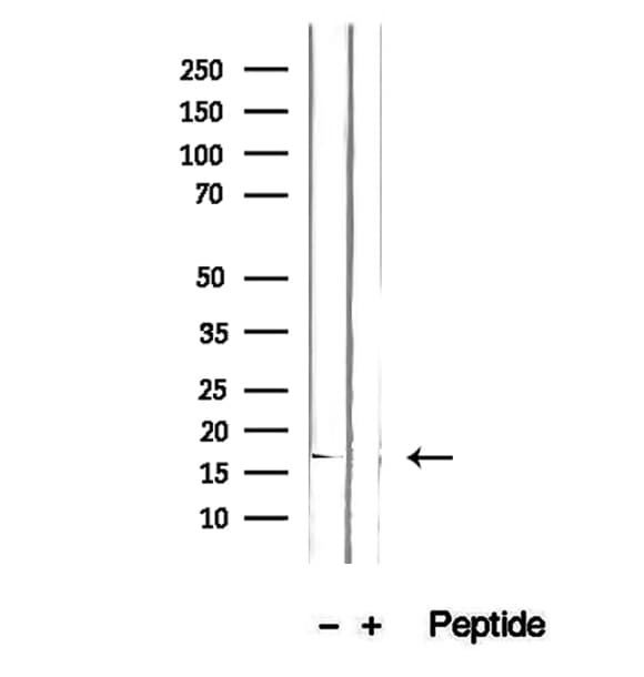 GMFG Antibody