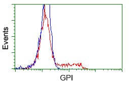 GPI Antibody (clone OTI8G7)