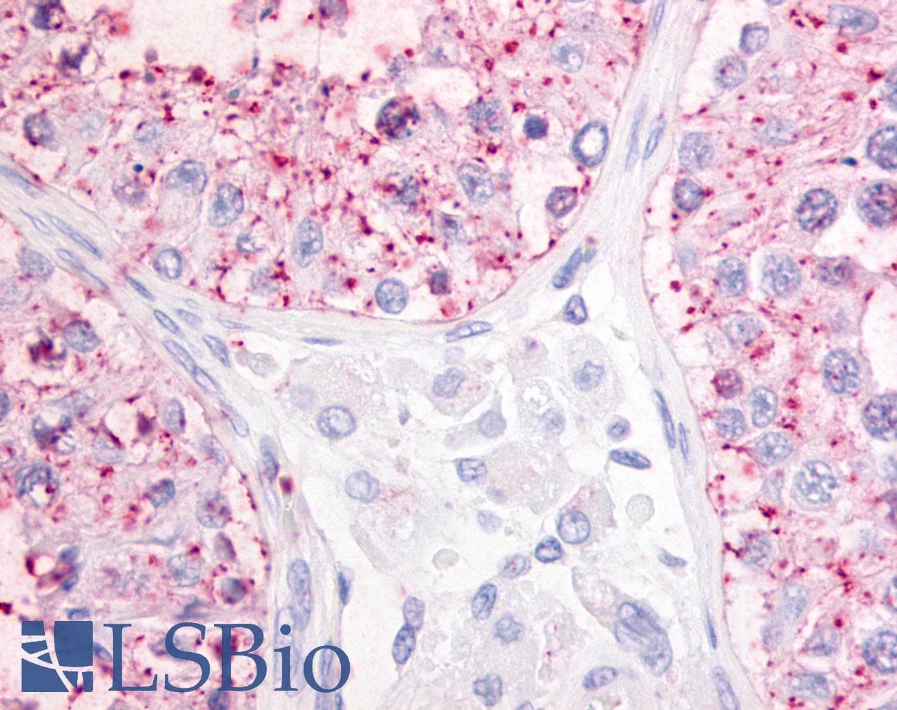 IHC-plus™ Polyclonal Rabbit anti-Human GPR68 / OGR1 Antibody (N-Terminus, IHC)