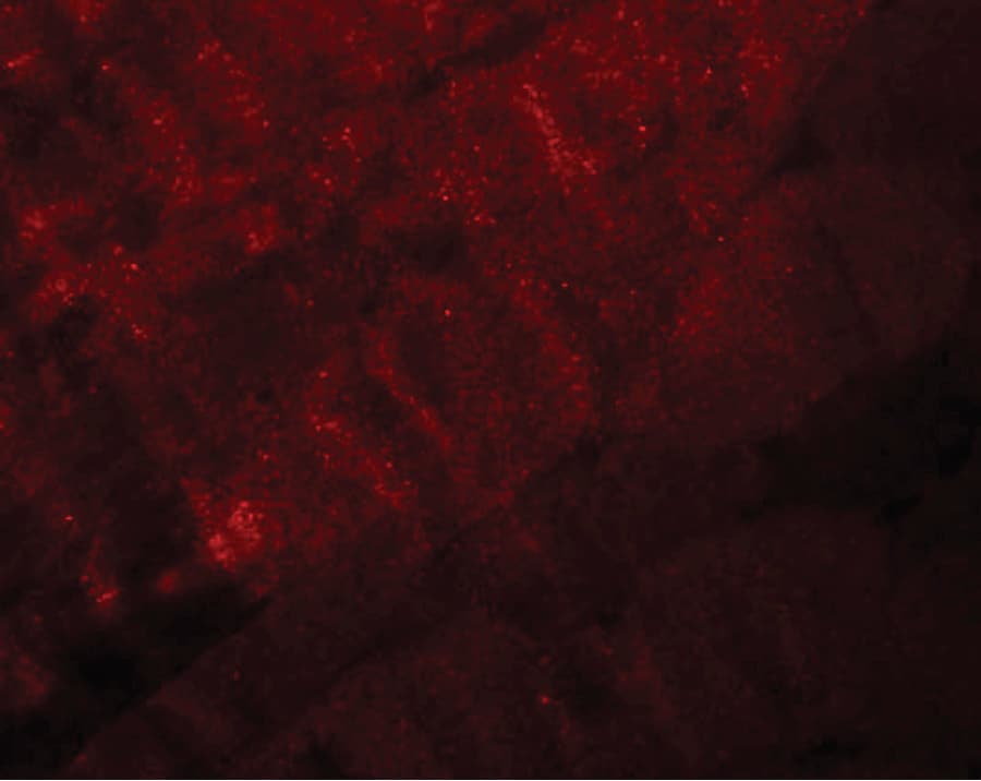 RANBP10 Antibody