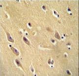 CYB561D1 Antibody (aa200-229)