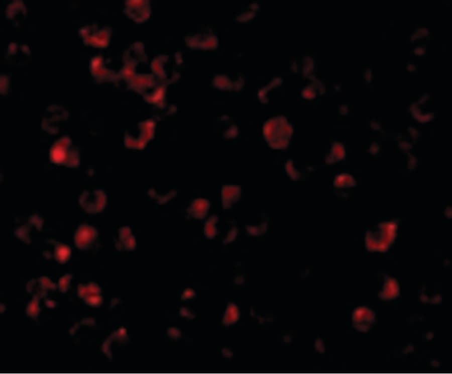 IHC-plus™ IRAK4 / IRAK-4 Antibody