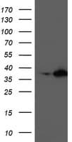NUDT18 Antibody (clone OTI1B4, Carrier-free)