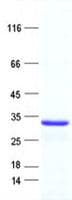 Human RBFA Protein (Recombinant His, N-Terminal)