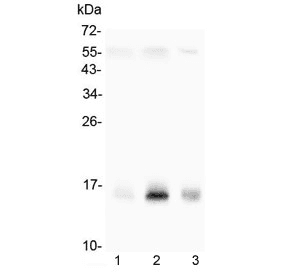 Polyclonal Rabbit anti-Human BIRC5 / Survivin Antibody (WB)