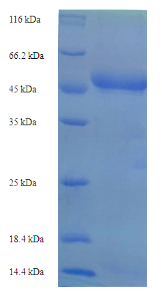 Plasmodium falciparum Plasmepsin-1 Protein (Recombinant 6His/Sumo,N-terminus)