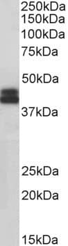 IHC-plus™ HLA-B Antibody