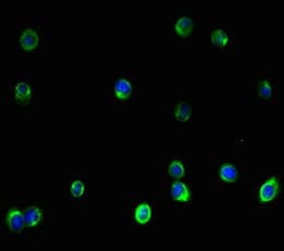 IHC-plus™ Vimentin Antibody (aa2-466)
