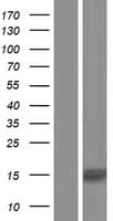 NUPR1L Protein (Over-Expression Lysate Myc-DDK (Flag))