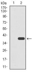 TUP1 Antibody (clone 5B6)