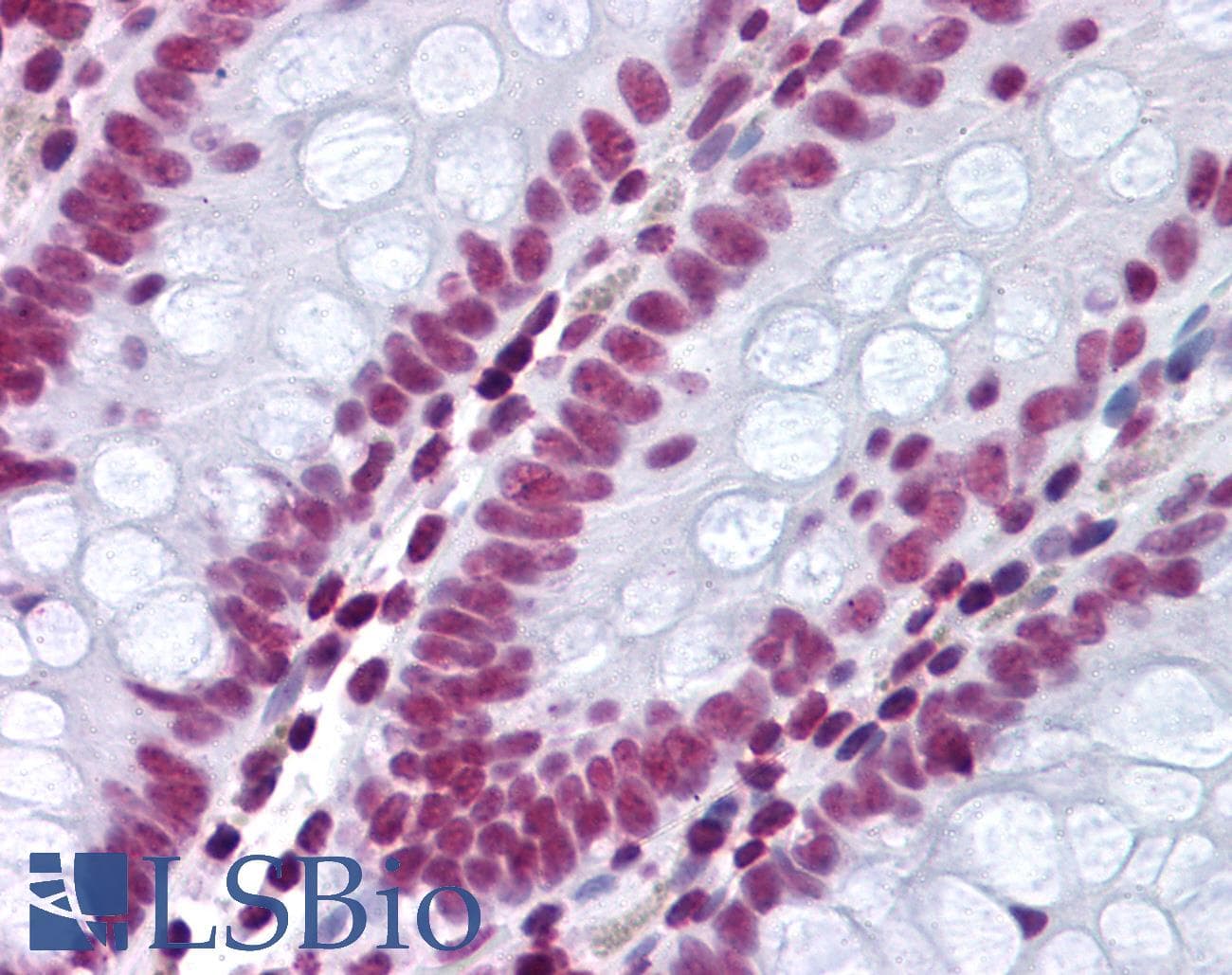 PathPlus™ p84 / THOC1 Antibody (aa15-374, clone 5E10)
