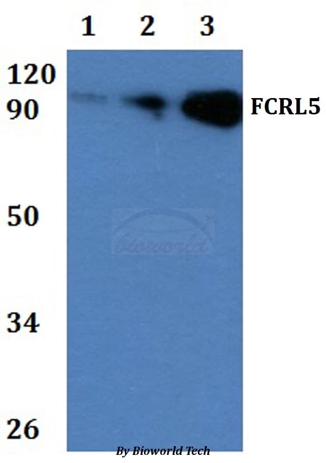 FCRL5 / CD307 Antibody