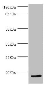 HBZ Antibody