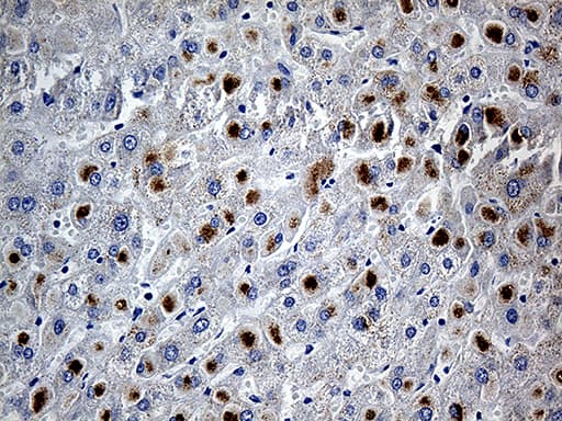 PLIN5 / OXPAT / LSDP5 Antibody (aa1-463, clone OTI3G4)