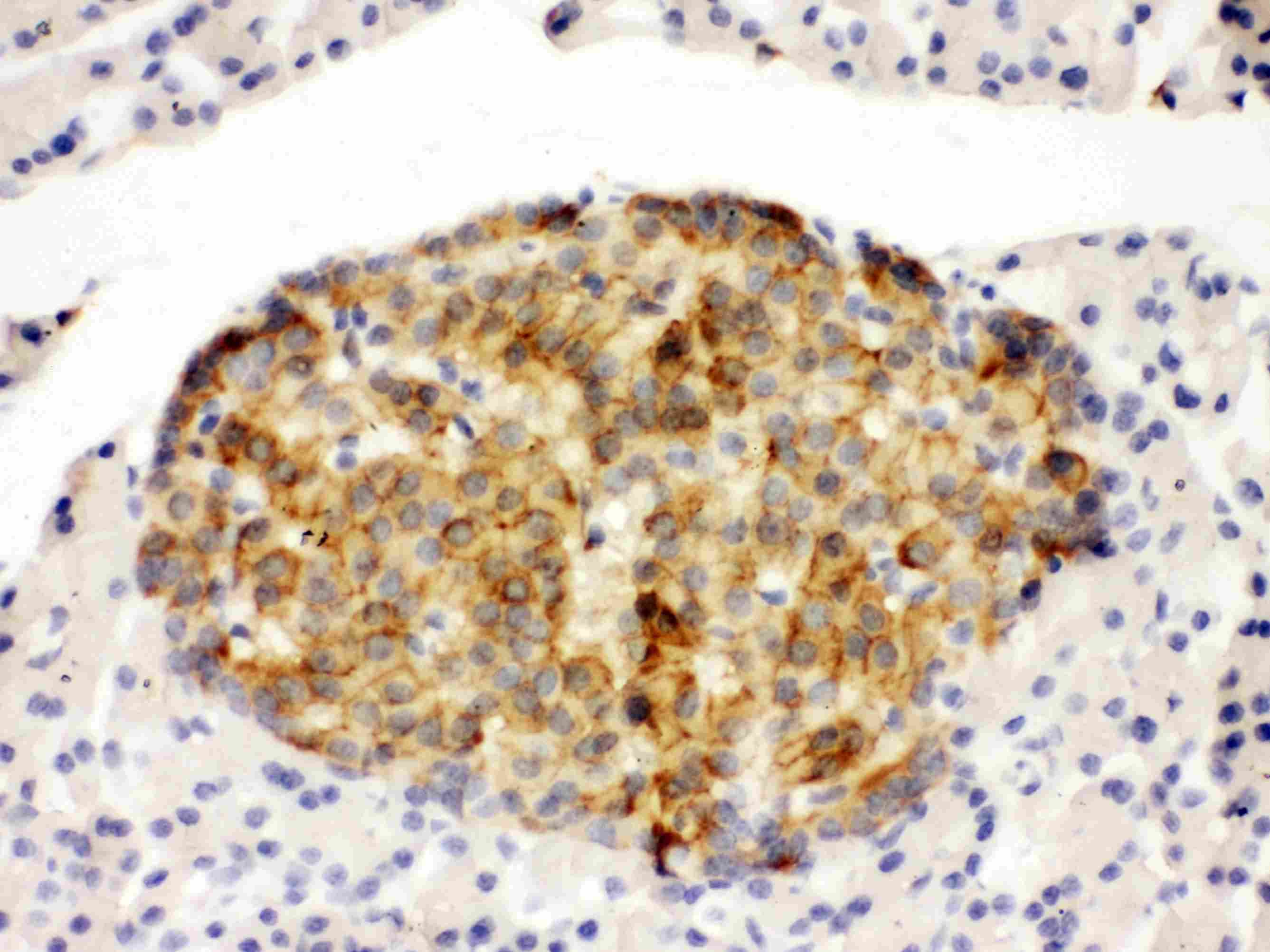 ANXA4 / Annexin IV Antibody (N-Terminus)