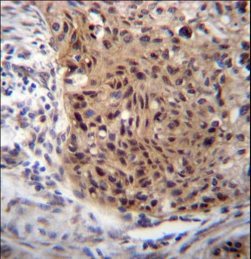 Polyclonal Rabbit anti-Human EXTL3 Antibody (aa345-374, IHC, WB)