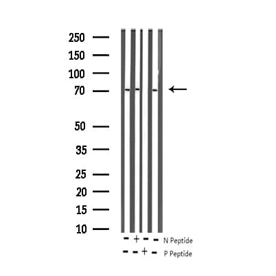 RELB Antibody (phospho-Ser552)