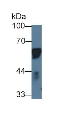 CD14 Antibody (aa21-373, Cy3)