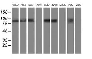 ANAPC2 / APC2 Antibody (clone OTI1A6, Carrier-free)