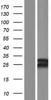 MBD3L3 Protein (Over-Expression Lysate Myc-DDK (Flag))