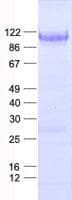 Human NFE2L2 / NRF2 Protein (Recombinant His, N-Terminal)