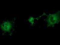ZFP36 / Tristetraprolin Antibody (clone OTI1H6)